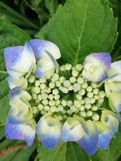 IMG_20200615_075853.jpg